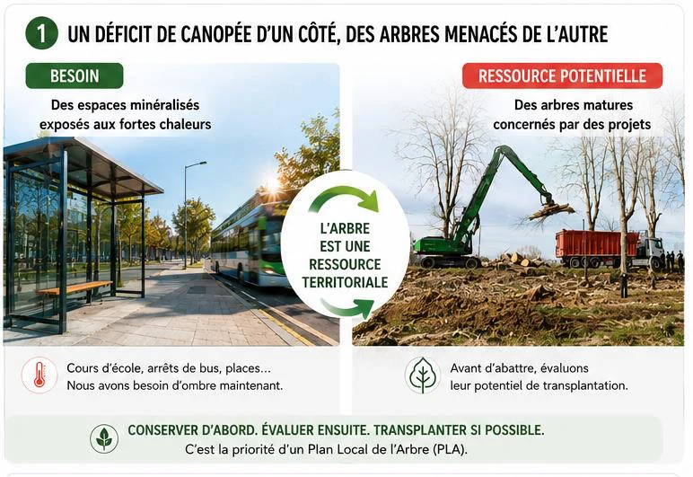 Un déficit de canopée d'un côté, des arbres matures menacés par des projets de l'autre : l'arbre est une ressource territoriale — conserver d'abord, évaluer ensuite, transplanter si possible