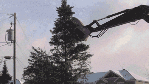 cutting trees